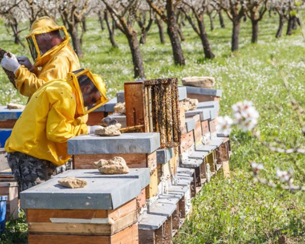 Apicoltura Carlo Amodeo